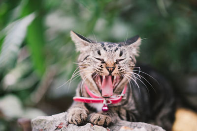 Close-up of a cat