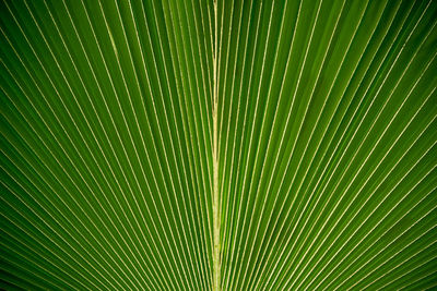 Full frame shot of palm leaves