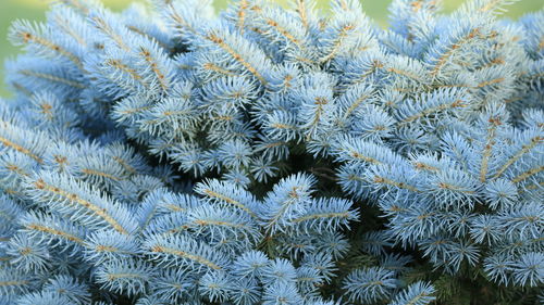 Full frame shot of pine tree during winter