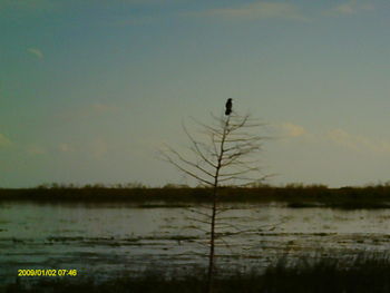 Silhouette of bird in water at sunset
