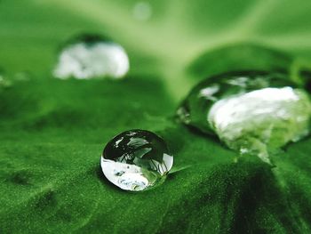 Close-up of wedding rings on leaf