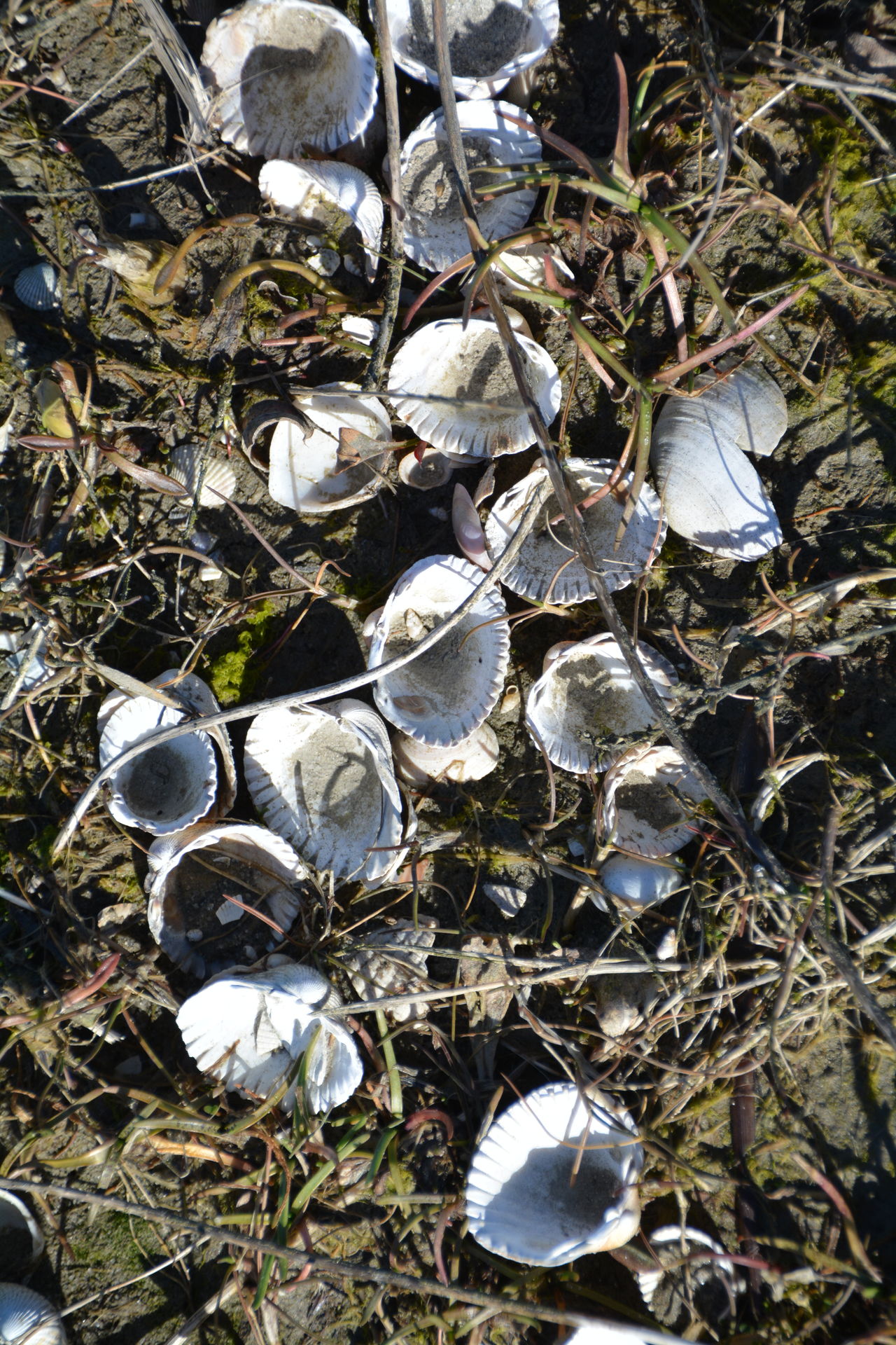 Muschelschalen