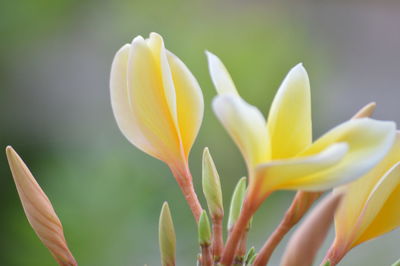 Close-up of yellow flowers blooming outdoors