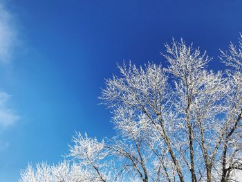 Low angle view of trees against blue sky