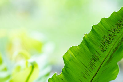 Close-up of fresh green leaves