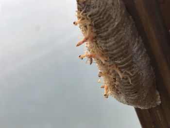 Close-up of giraffe against tree trunk