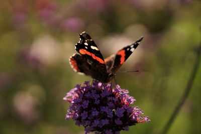 Close-up of butterfly pollinating on purple flower