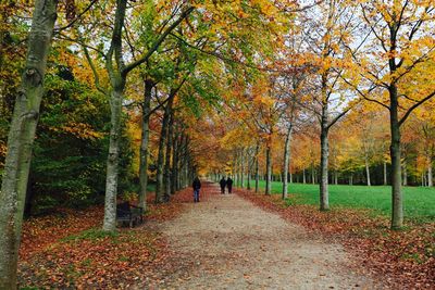 Rear view of people walking in park along trees