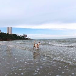 Dog running in sea against sky