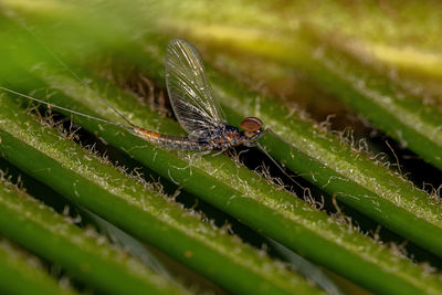 Close-up of insect on blade of grass