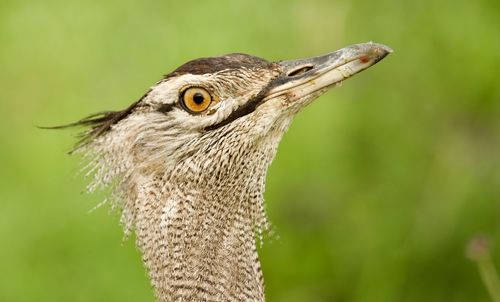 Close-up of a bird looking away, cori bastard
