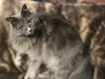 Close-up of a cat looking away