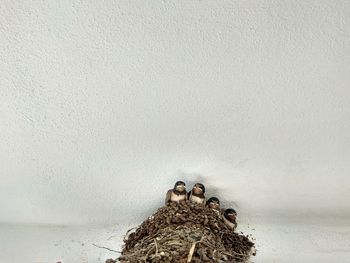 Close-up of birds in nest against wall