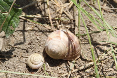 Close-up of snail on field