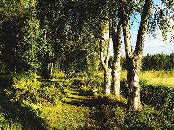 Trees growing in forest