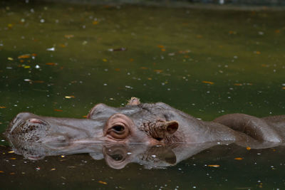 Hippopotamus swimming in lake