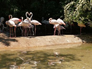 Flock of birds in lake