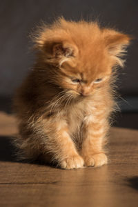 Portrait of cat sitting on table