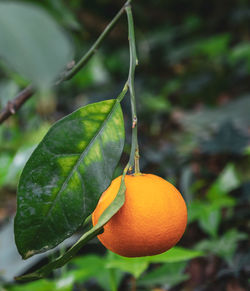 fruit