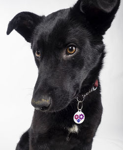 Close-up portrait of a dog