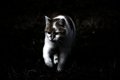 Portrait of cat on field