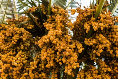 Close-up of fruits hanging on tree