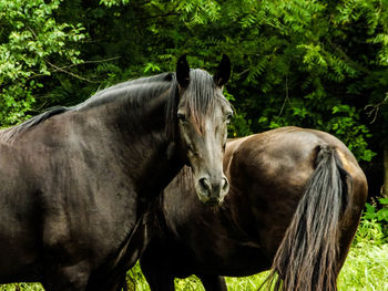 Horses against trees