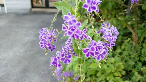 Close-up of purple flowers blooming outdoors