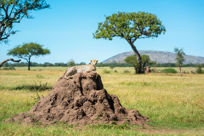 View of a horse on field