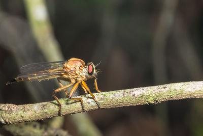 Close-up of robber fly on branch outdoors