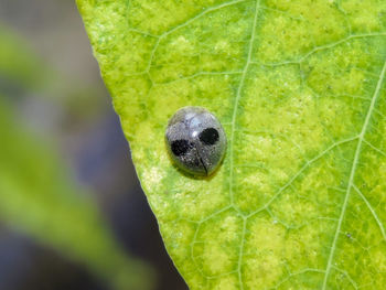 Close-up of insect on plant