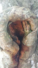 High angle view of rocks on tree trunk