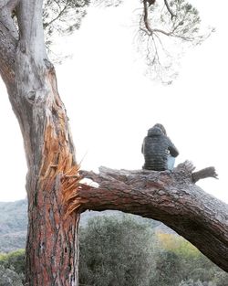 Close-up of tree trunk against clear sky