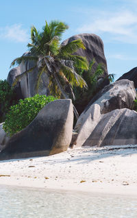 Palm trees on rock by sea against sky