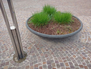 High angle view of potted plant on footpath by street