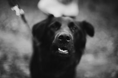 Close-up portrait of dog