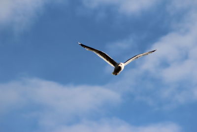 Low angle view of eagle flying in sky