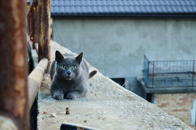 Portrait of a cat