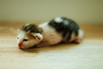 Close-up of cat lying down on floor