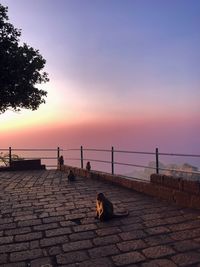 Rear view of people on pier at sunset