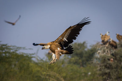 Low angle view of eagle flying