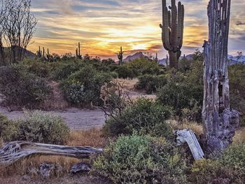 Cactus growing on field against sky during sunset