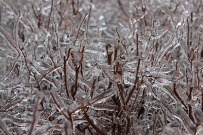 Close-up of snow covered plants