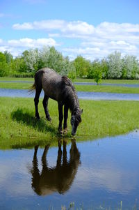 Horse grazing on green grass field near water place