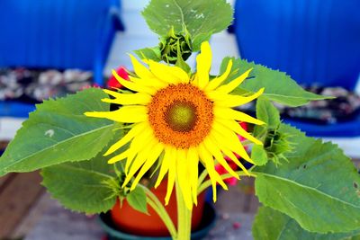 Close-up of sunflower