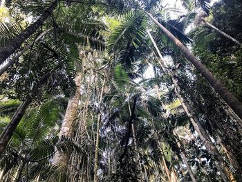 Low angle view of coconut palm trees in forest