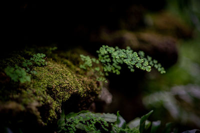 Close-up of moss growing on tree