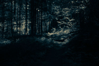 Trees in forest