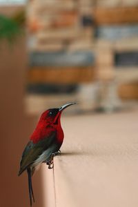 Close-up of tiny red bird outside my house.