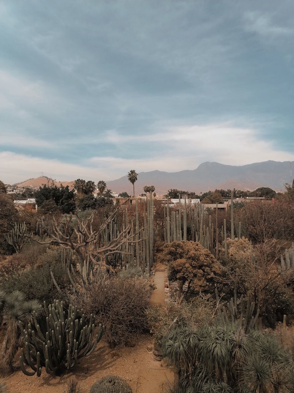 natural environment, sky, landscape, plant, nature, environment, wilderness, land, rock, no people, scenics - nature, tree, cloud, mountain, soil, desert, tranquility, beauty in nature, outdoors, tranquil scene, day, non-urban scene, growth, rural area